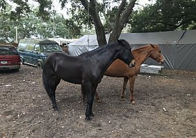 Paso Fino (Paso Fino, Gelding) in Plant City, FL