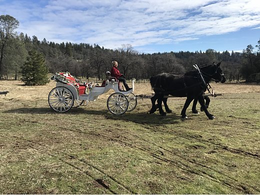 Percheron Gelding Team