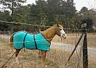 Tennessee Walking - Horse for Sale in Elton, LA 