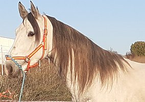 Andalusian / PRE (Andalusian / PRE, Stallion)