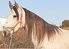 Andalusian - Horse for Sale in Badajoz, 06340 Andalusian - Horse for Sale in Badajoz, 06340