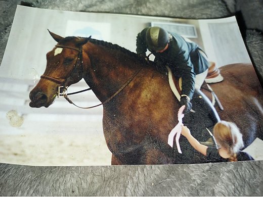 Warmblood Gelding