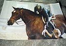 American Warmblood - Horse for Sale in Wooodstock, CT 06281