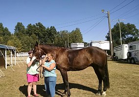 Warmblood (Warmblood, Gelding) in Wooodstock, CT