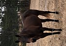Quarter Horse - Horse for Sale in Swainsboro, GA 30401