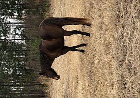 Quarter Horse (Quarter Horse, Mare) in Swainsboro, GA
