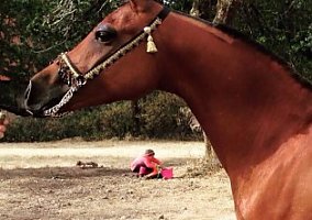 Must Sell Beautiful Arabian Geld... Arabian Gelding