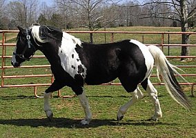 APHA Homozygous Tobiano Stallion Paint Stallion