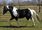  - Stallion in Central City, KY