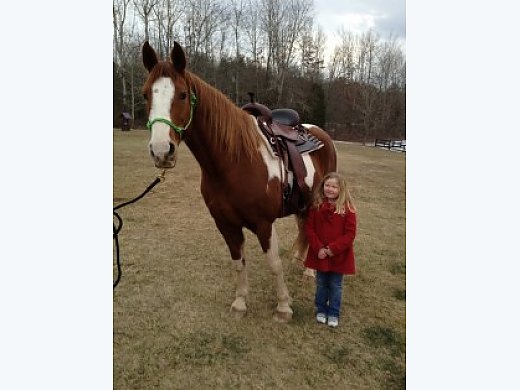 Beautiful and Gentle Tennessee Walker