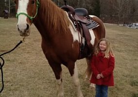 Tennessee Walking (Tennessee Walking, Mare) in Spotsylvania, VA