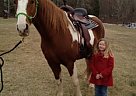 Tennessee Walking - Horse for Sale in Spotsylvania, VA 22407