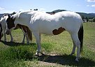 Shiloh - Mare in Kalispell, MT Shiloh - Mare in Kalispell, MT