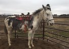 Mule Gelding for Sale in Plains, Montana Mule Gelding for Sale in Plains, Montana
