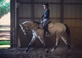 Thoroughbred (Thoroughbred, Gelding) in Hinckley, OH