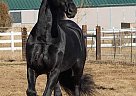 Friesian - Horse for Sale in Milwaukee, WI 53209