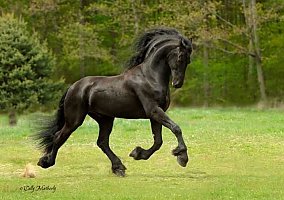 Friesian (Friesian, Stallion) in Milwaukee, WI