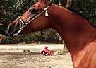 Must Sell Beautiful Arabian Geld... Arabian Gelding