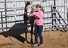 Mustang Mare for Sale in Carson City, Nevada Mustang Mare for Sale in Carson City, Nevada
