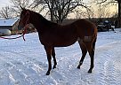 Quarter Horse Stallion for Sale in Chamois, Missouri Quarter Horse Stallion for Sale in Chamois, Missouri