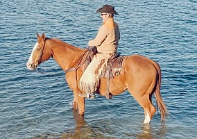 Safe (Quarter Horse, Gelding) in Wichita Falls, TX