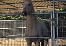 Arabian - Horse for Sale in San Diego, CA 92112