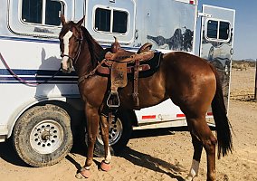 Quarter Horse (Quarter Horse, Mare) in Marana, AZ