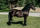 Friesian - Horse for Sale in WICHITA FALLS, TX 76305