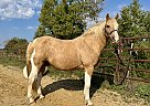Haflinger - Horse for Sale in WICHITA FALLS, TX 76305