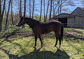 Hanoverian (Hanoverian, Gelding) in Woodstock, CT