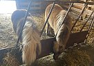 Fluttershy - Mare in Austin, MB Fluttershy - Mare in Austin, MB