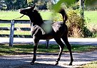 2019 Arabian Foals for Sale 2019 Foals for Sale