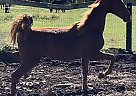 Saddlebred - Horse for Sale in Whitewater, WI 53190