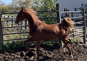 Saddlebred (Saddlebred, Mare) in Whitewater, WI