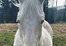 Quarter Horse - Horse for Sale in Ardmore, TN 38449