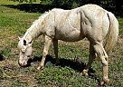 Quarter Horse - Horse for Sale in Ardmore, TN 38449