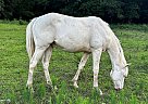 Quarter Horse - Horse for Sale in Ardmore, TN 38449