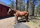 Thoroughbred - Horse for Sale in Comstock Park, MI 49321 Thoroughbred - Horse for Sale in Comstock Park, MI 49321