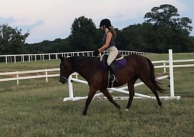 Morgan (Morgan, Mare) in Good Hope, GA