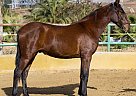 Andalusian - Horse for Sale in CANYON COUNTRY, CA 91387
