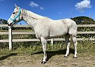 Appendix - Horse for Sale in Haleiwa, HI 96791