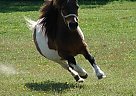 Miniature - Horse for Sale in Dundee, NY 14837 Miniature - Horse for Sale in Dundee, NY 14837