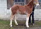 Belgian Draft Mare for Sale in Beaver Springs, Pennsylvania Belgian Draft Mare for Sale in Beaver Springs, Pennsylvania
