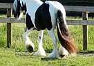 Gypsy Vanner - Horse for Sale in Brooksville, FL 34602