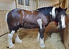 Brodie - Gelding in Magnolia, TX Brodie - Gelding in Magnolia, TX
