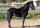 Friesian - Horse for Sale in Acton, CA 93510