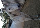 Mustang - Horse for Sale in Wildomar, CA 92595 Mustang - Horse for Sale in Wildomar, CA 92595