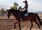 Paolo - Gelding in Phoenix, AZ Paolo - Gelding in Phoenix, AZ
