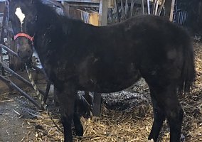 Quarter Horse (Quarter Horse, Mare) in Arcadia, WI