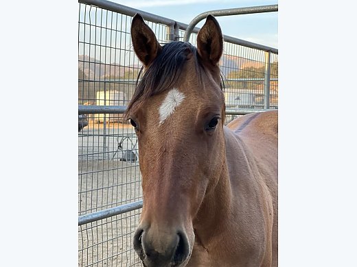 Grade Ranch Horse